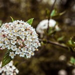 Nature Photography In Regents Park - Flower Viburnum Bodnantense Dawn 3 In Regent Park