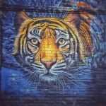 Tiger On The Wall - Graffiti Art